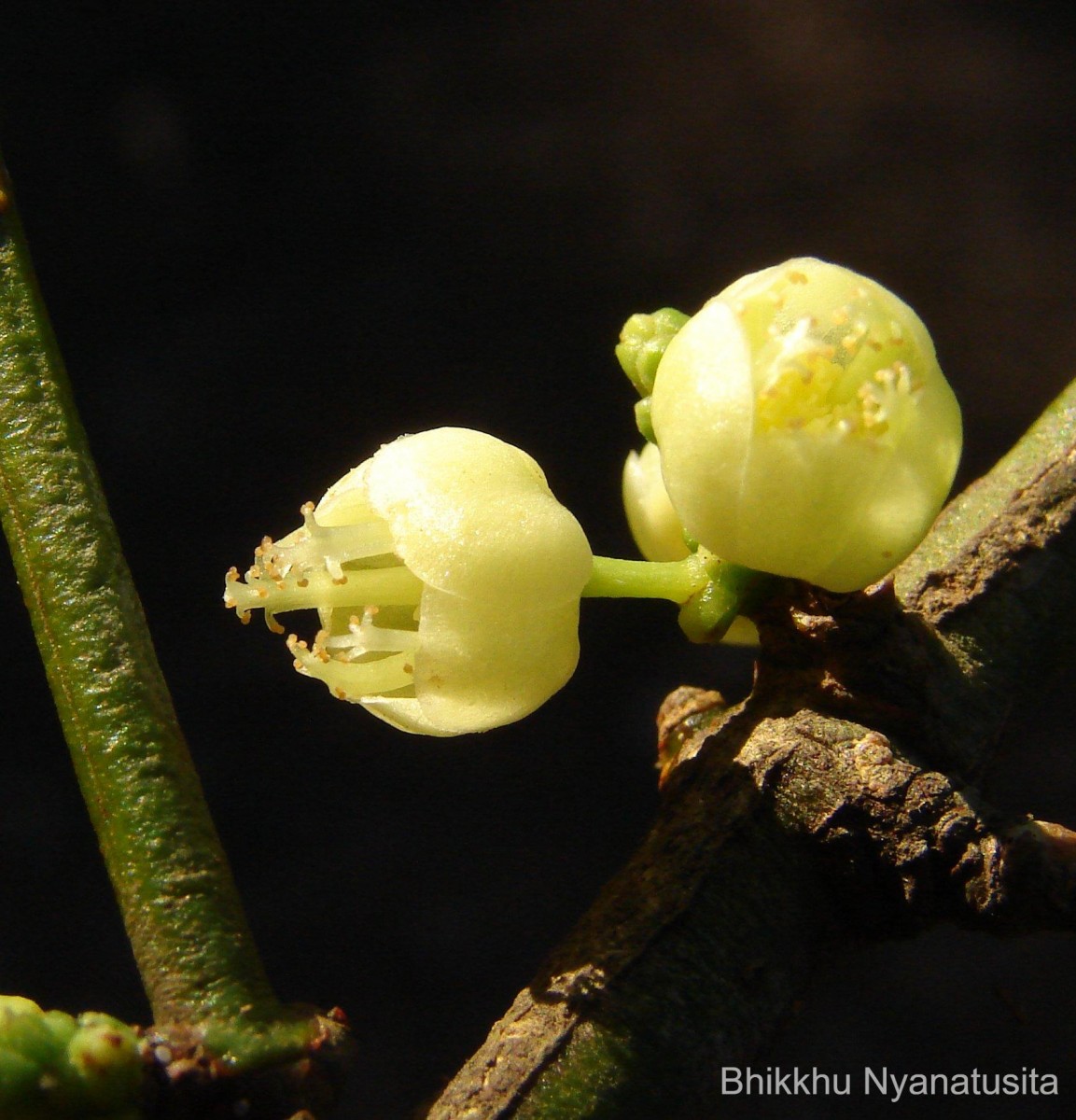 Garcinia spicata (Wight & Arn.) Hook.f.